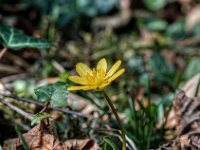 Windröschen gelbes  Gelbes Windröschen ( Anemone ranunculoides)